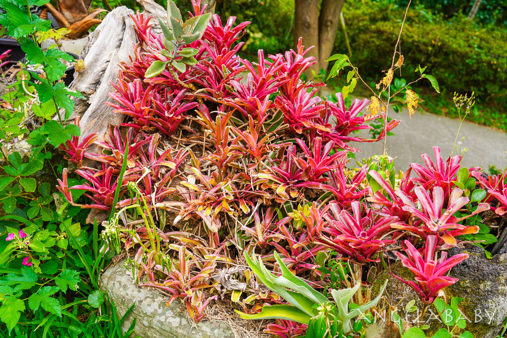 桃園復興鄉景觀咖啡『丸山咖啡』眺望雲海的約會餐廳、丸山咖啡菜單、免費停車場咖啡 @梅格(Angelababy)享樂日記