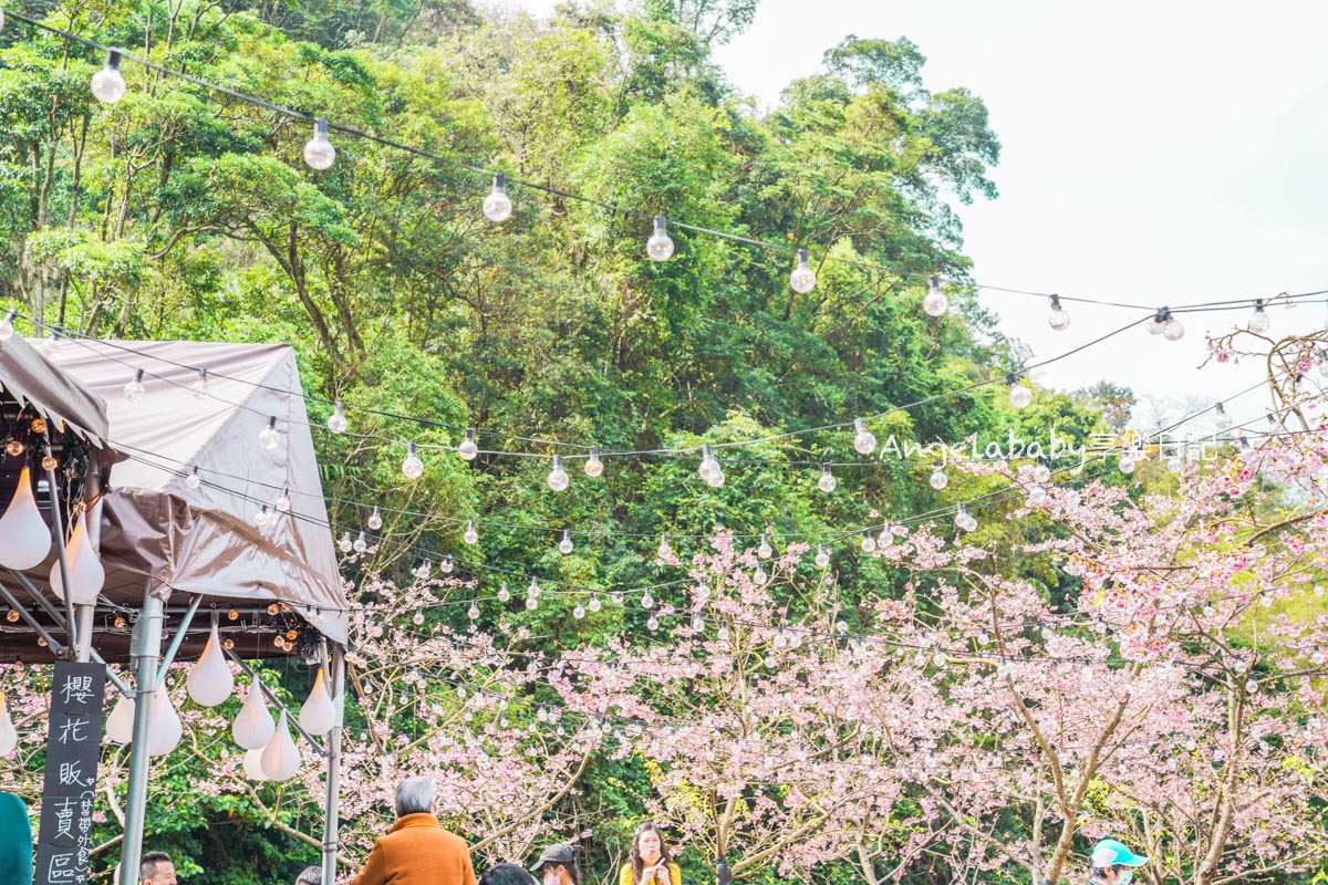 新北賞櫻景點推薦『大熊櫻花林』三峽景點、三峽賞櫻、2500棵以上櫻花美景、友善寵物園區 @梅格(Angelababy)享樂日記