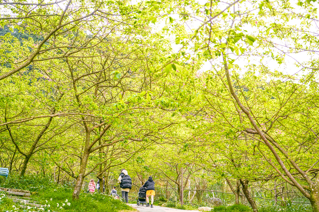 新北賞櫻景點推薦『大熊櫻花林』三峽景點、三峽賞櫻、4000棵以上櫻花美景、友善寵物園區 @梅格(Angelababy)享樂日記