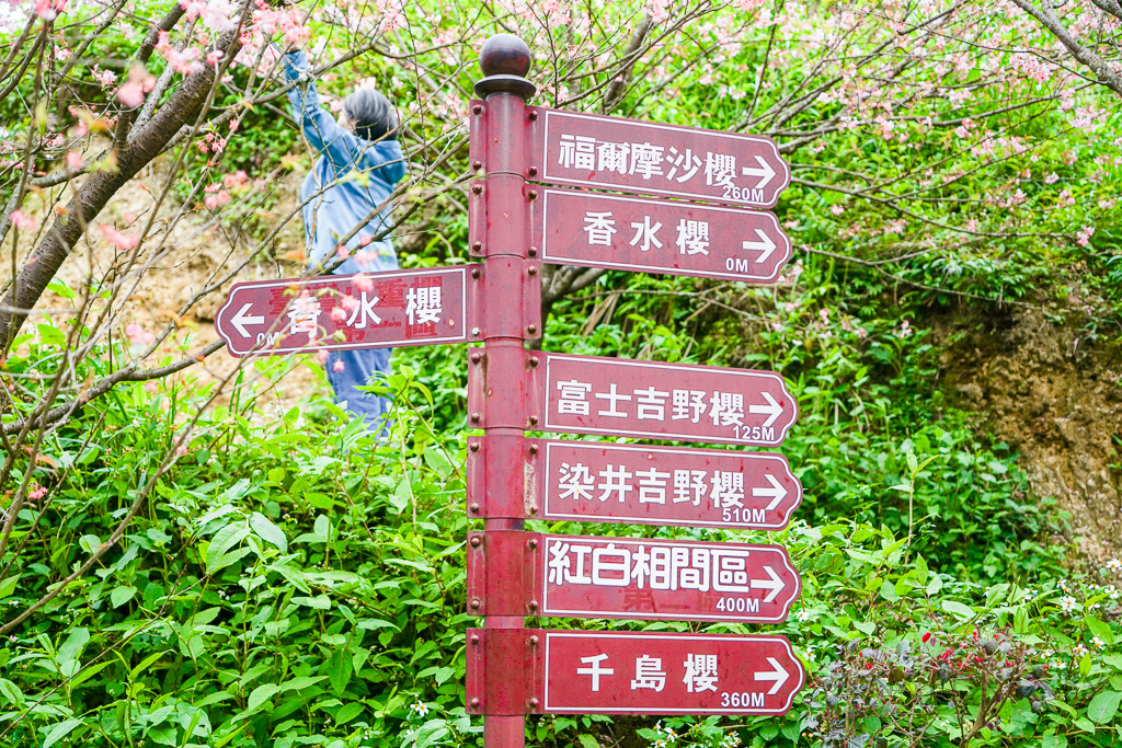 新北賞櫻景點推薦『大熊櫻花林』三峽景點、三峽賞櫻、4000棵以上櫻花美景、友善寵物園區 @梅格(Angelababy)享樂日記