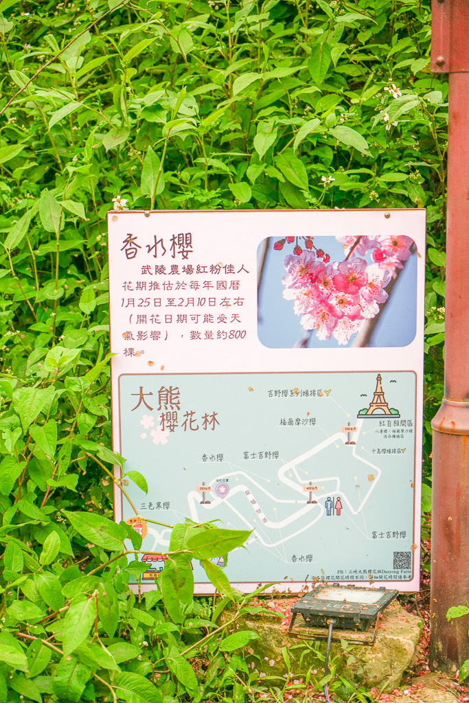 新北賞櫻景點推薦『大熊櫻花林』三峽景點、三峽賞櫻、4000棵以上櫻花美景、友善寵物園區 @梅格(Angelababy)享樂日記