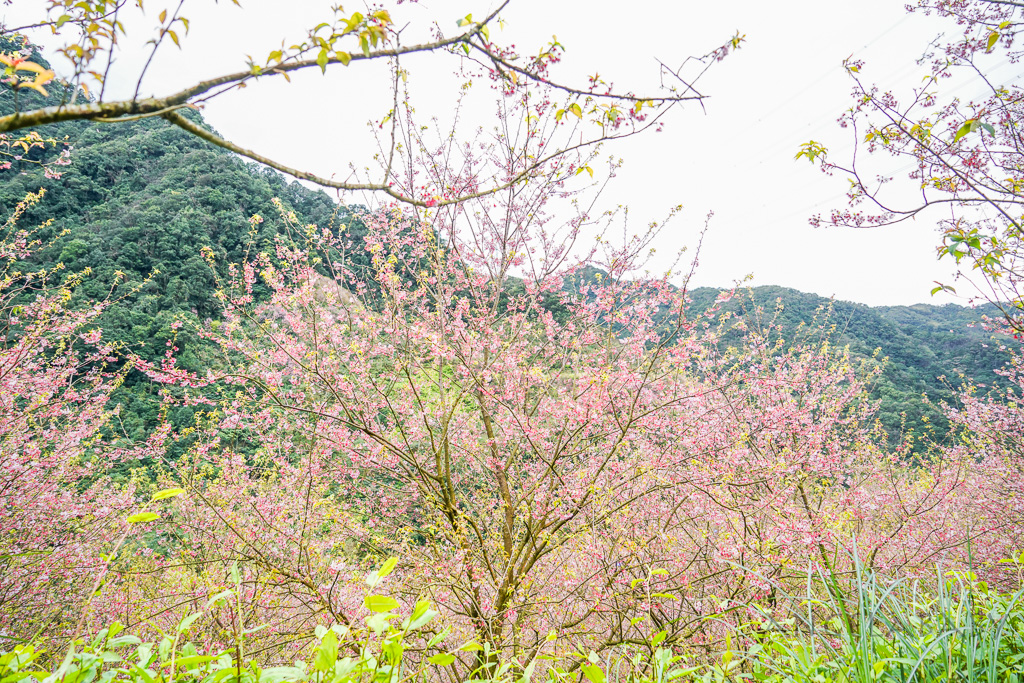 新北賞櫻景點推薦『大熊櫻花林』三峽景點、三峽賞櫻、4000棵以上櫻花美景、友善寵物園區 @梅格(Angelababy)享樂日記
