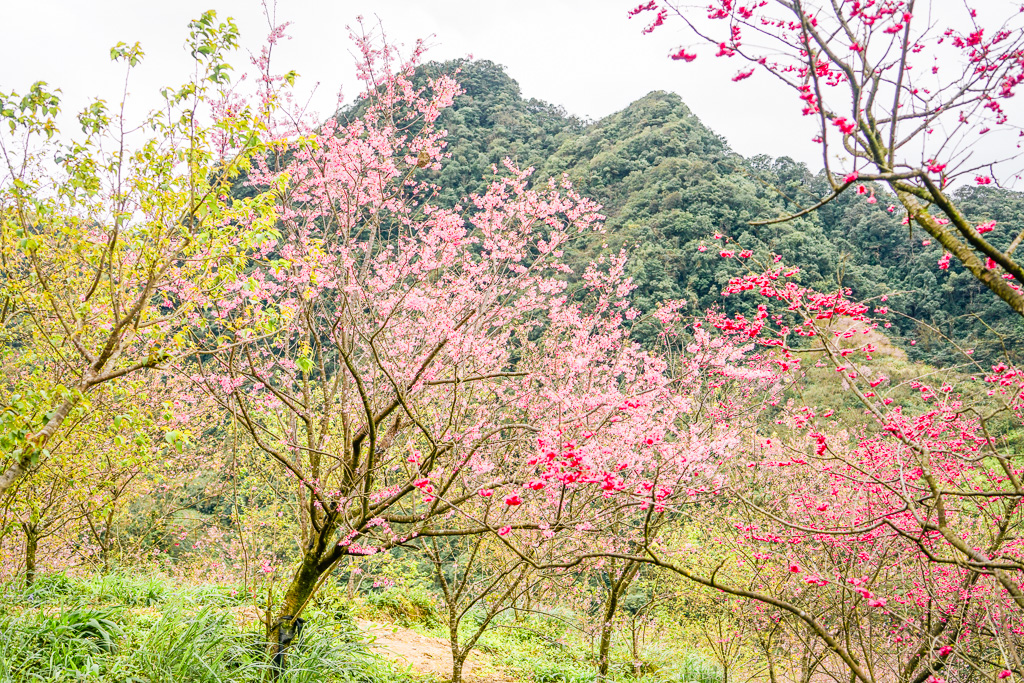 新北賞櫻景點推薦『大熊櫻花林』三峽景點、三峽賞櫻、4000棵以上櫻花美景、友善寵物園區 @梅格(Angelababy)享樂日記
