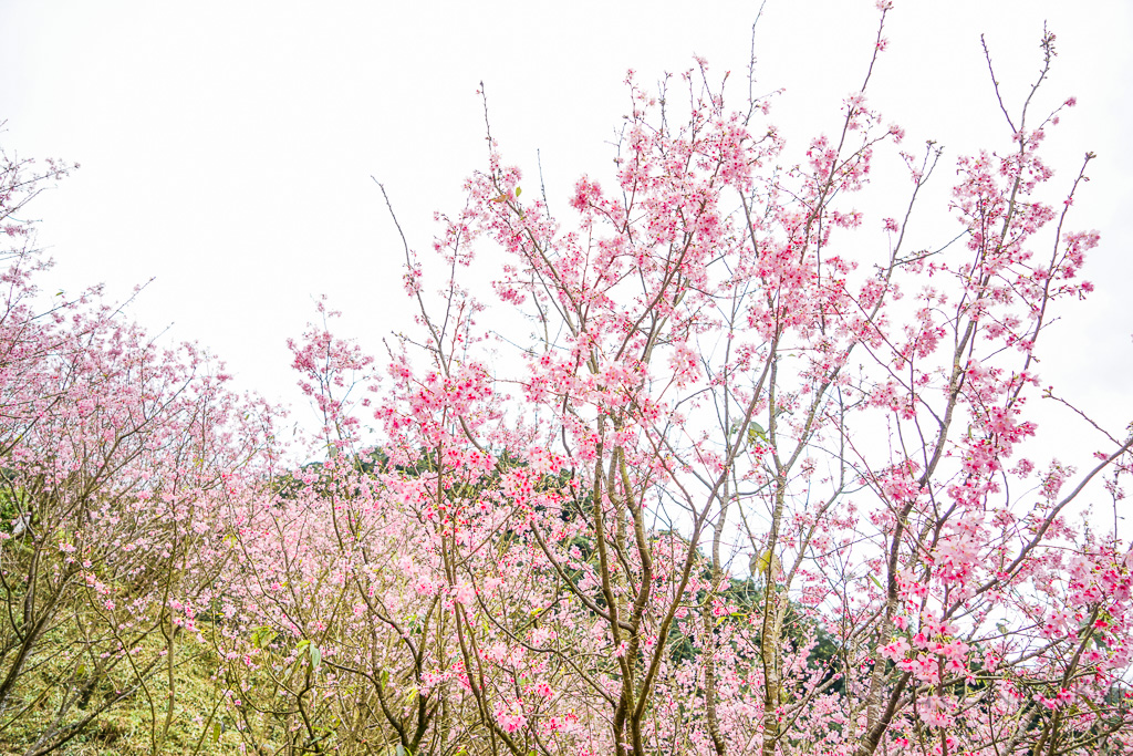 新北賞櫻景點推薦『大熊櫻花林』三峽景點、三峽賞櫻、4000棵以上櫻花美景、友善寵物園區 @梅格(Angelababy)享樂日記