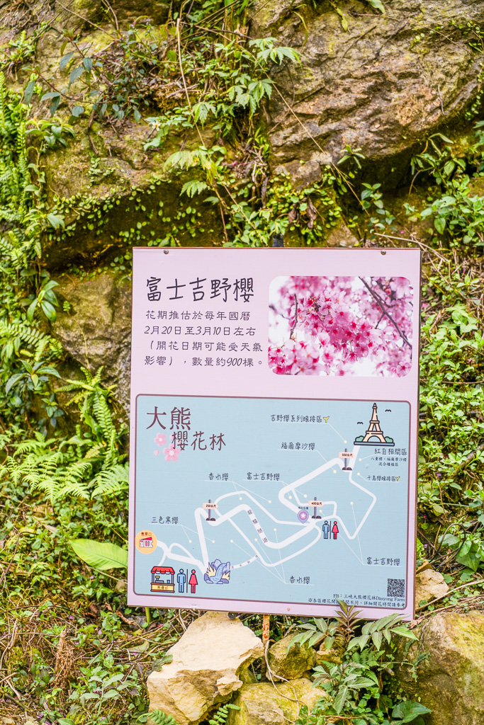新北賞櫻景點推薦『大熊櫻花林』三峽景點、三峽賞櫻、4000棵以上櫻花美景、友善寵物園區 @梅格(Angelababy)享樂日記