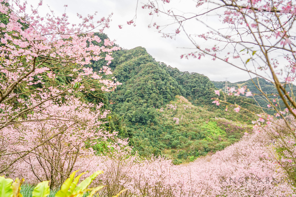 新北賞櫻景點推薦『大熊櫻花林』三峽景點、三峽賞櫻、4000棵以上櫻花美景、友善寵物園區 @梅格(Angelababy)享樂日記
