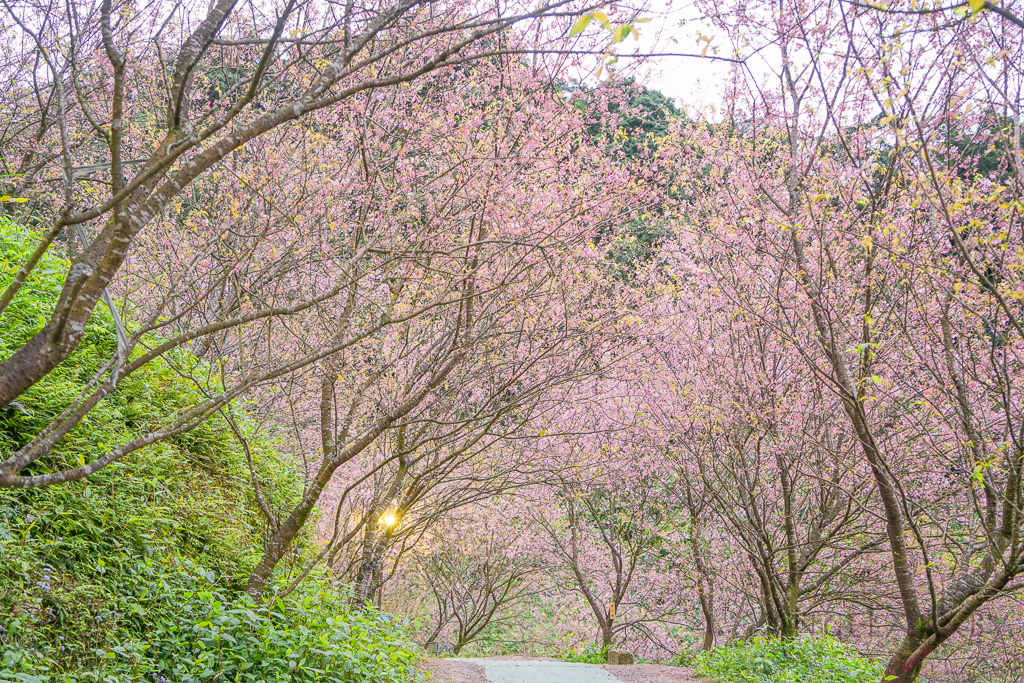 新北賞櫻景點推薦『大熊櫻花林』三峽景點、三峽賞櫻、4000棵以上櫻花美景、友善寵物園區 @梅格(Angelababy)享樂日記
