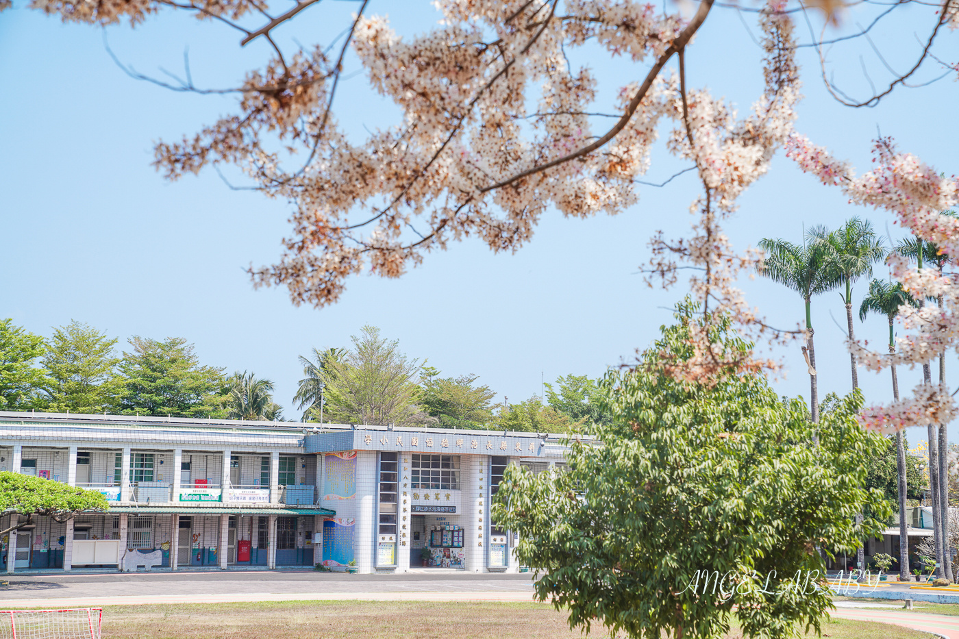 屏東景點｜台灣四月櫻花『屏東德協國小』花旗木盛開美炸南台灣 @梅格(Angelababy)享樂日記