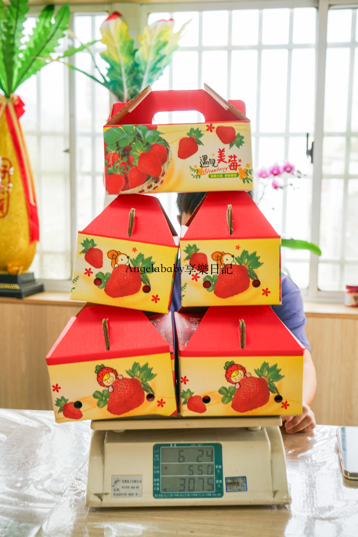 苗栗大湖採草莓推薦『馥郁芳昀農場』白草莓、紅草莓都有的草莓園！苗栗宅配草莓 @梅格(Angelababy)享樂日記