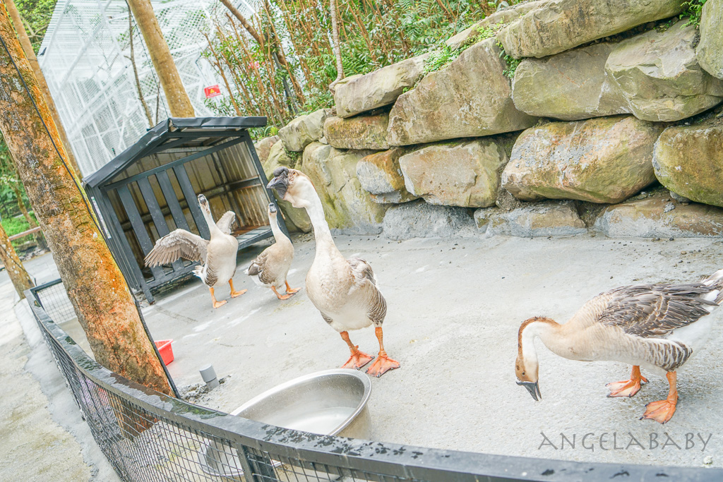 宜蘭一日遊『鳳梨屋水上莊園』露營、villa住宿推薦（瀨溪、築夢開箱）、訂房優惠、門票優惠 @梅格(Angelababy)享樂日記
