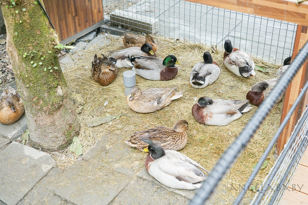 宜蘭一日遊『鳳梨屋水上莊園』露營、villa住宿推薦（瀨溪、築夢開箱）、訂房優惠、門票優惠 @梅格(Angelababy)享樂日記