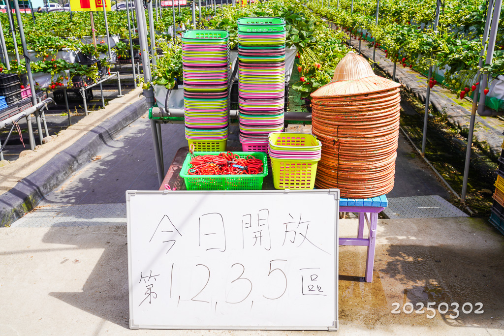 大湖採草莓『棋琦牛奶草莓園』超大顆香甜美肌草莓、免費停車場、土耕草莓、高架草莓 @梅格(Angelababy)享樂日記