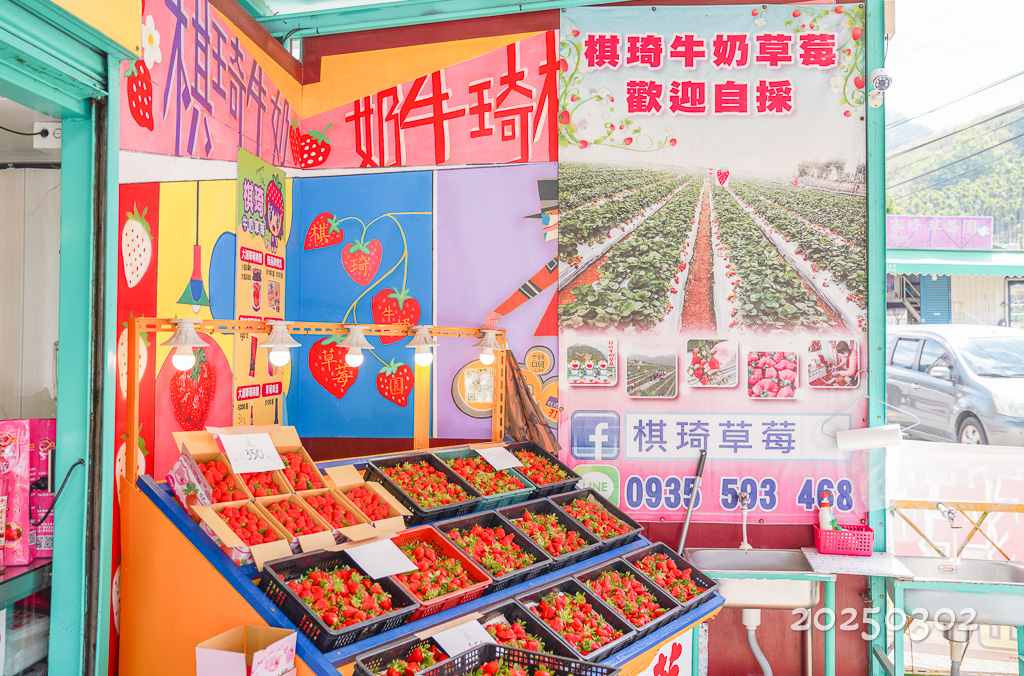 大湖採草莓『棋琦牛奶草莓園』超大顆香甜美肌草莓、免費停車場、土耕草莓、高架草莓 @梅格(Angelababy)享樂日記