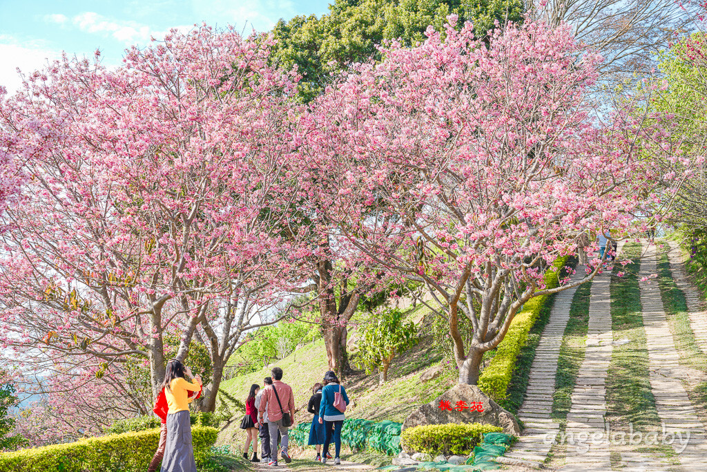 苗栗景點｜賞櫻推薦【蓮臺山妙音淨苑】免門票、還有停車場的櫻花秘境 @梅格(Angelababy)享樂日記