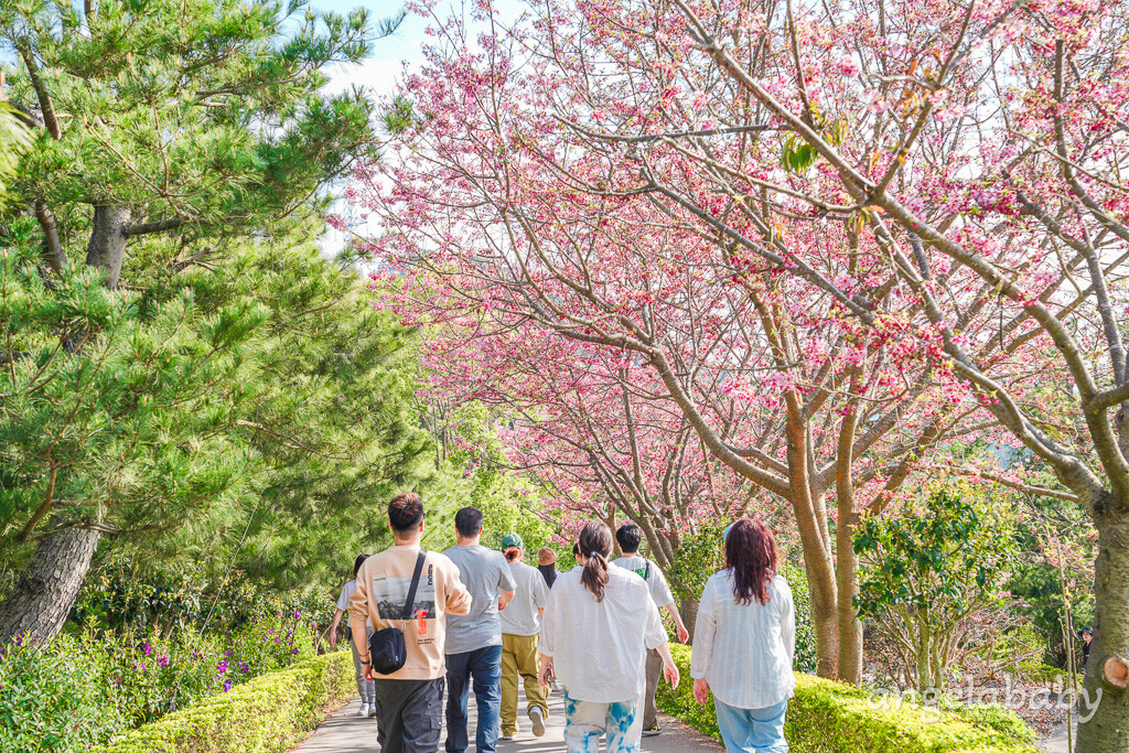 苗栗景點｜賞櫻推薦【蓮臺山妙音淨苑】免門票、還有停車場的櫻花秘境 @梅格(Angelababy)享樂日記