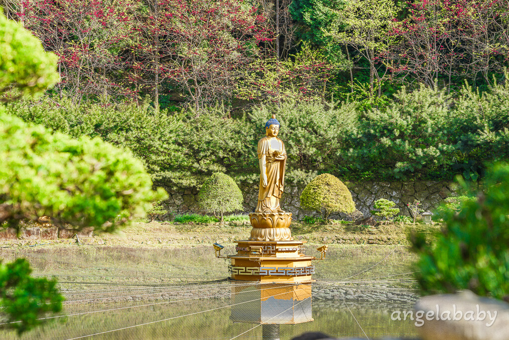 苗栗景點｜賞櫻推薦【蓮臺山妙音淨苑】免門票、還有停車場的櫻花秘境 @梅格(Angelababy)享樂日記