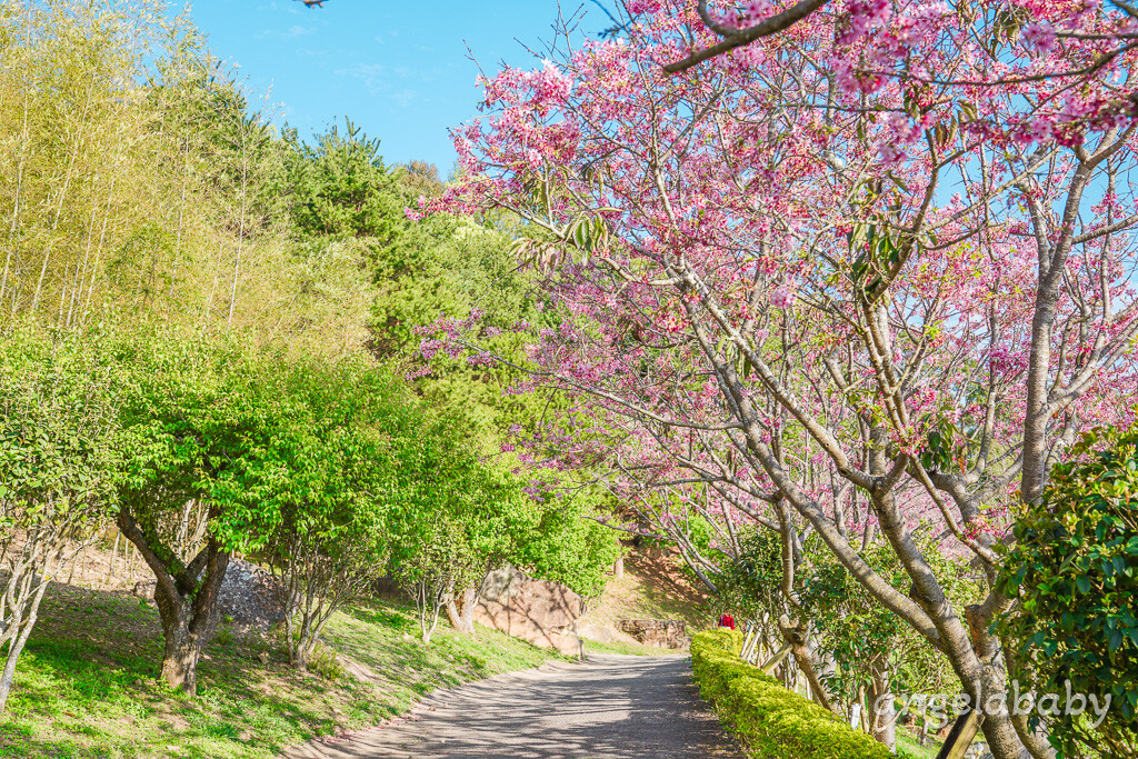 苗栗景點｜賞櫻推薦【蓮臺山妙音淨苑】免門票、還有停車場的櫻花秘境 @梅格(Angelababy)享樂日記