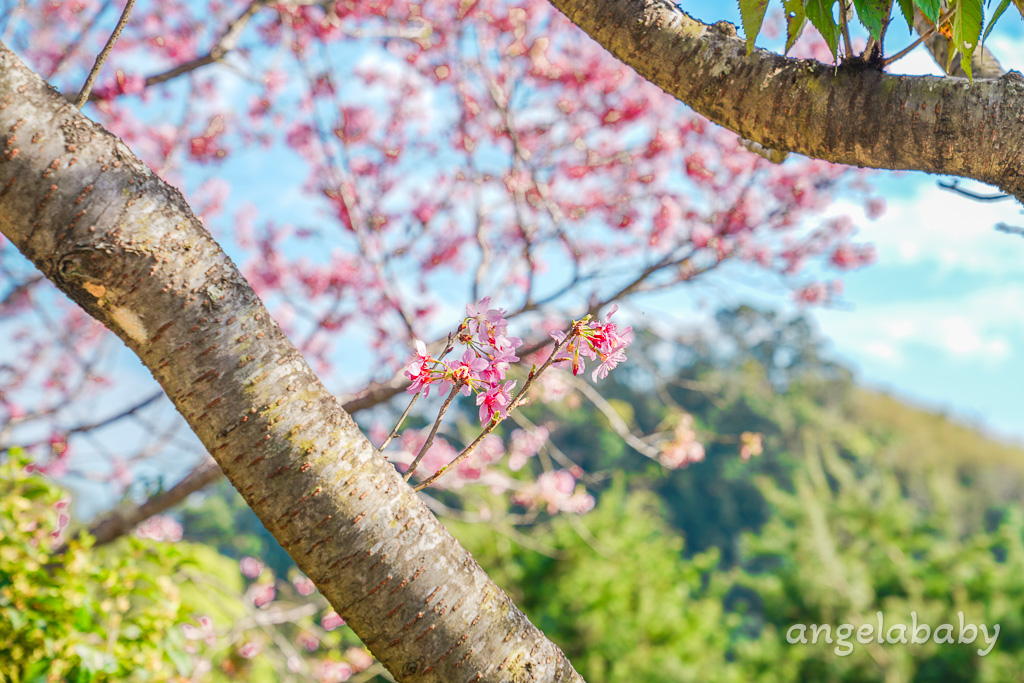 苗栗景點｜賞櫻推薦【蓮臺山妙音淨苑】免門票、還有停車場的櫻花秘境 @梅格(Angelababy)享樂日記