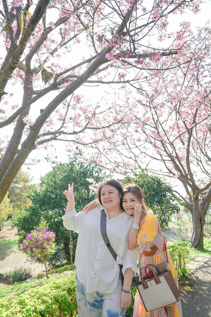 苗栗景點｜賞櫻推薦【蓮臺山妙音淨苑】免門票、還有停車場的櫻花秘境 @梅格(Angelababy)享樂日記
