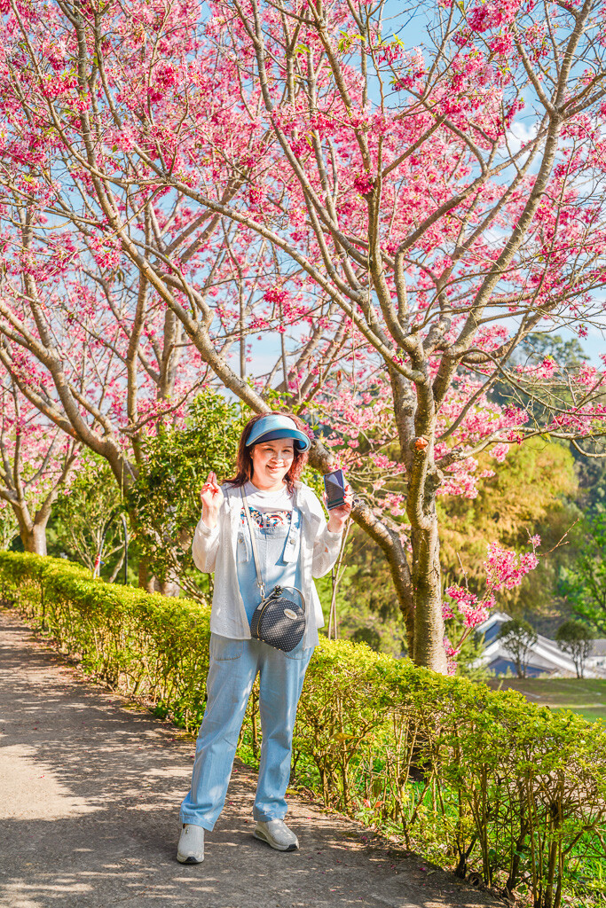 苗栗景點｜賞櫻推薦【蓮臺山妙音淨苑】免門票、還有停車場的櫻花秘境 @梅格(Angelababy)享樂日記