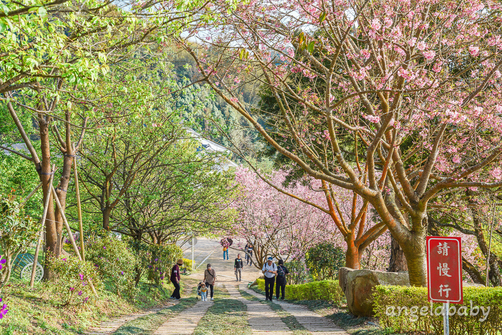 苗栗景點｜賞櫻推薦【蓮臺山妙音淨苑】免門票、還有停車場的櫻花秘境 @梅格(Angelababy)享樂日記