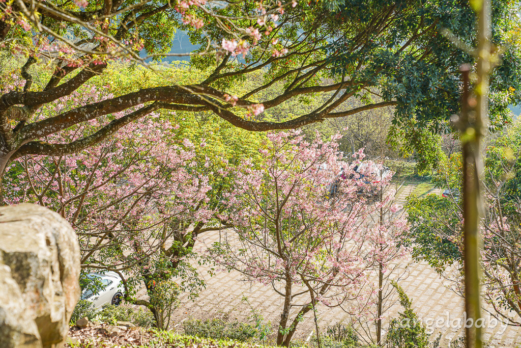 苗栗景點｜賞櫻推薦【蓮臺山妙音淨苑】免門票、還有停車場的櫻花秘境 @梅格(Angelababy)享樂日記
