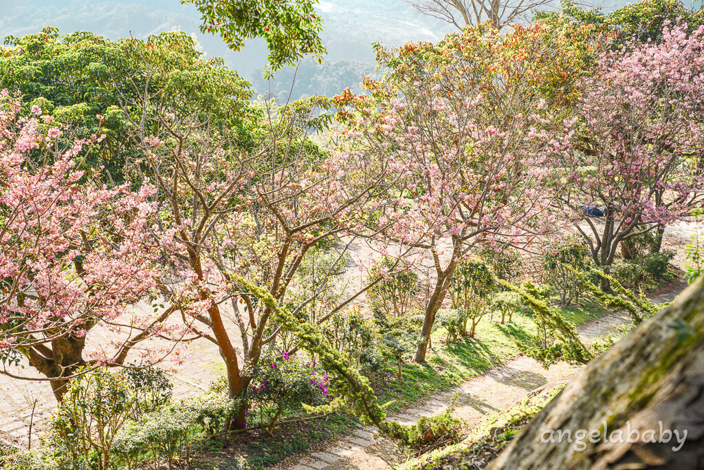 苗栗景點｜賞櫻推薦【蓮臺山妙音淨苑】免門票、還有停車場的櫻花秘境 @梅格(Angelababy)享樂日記