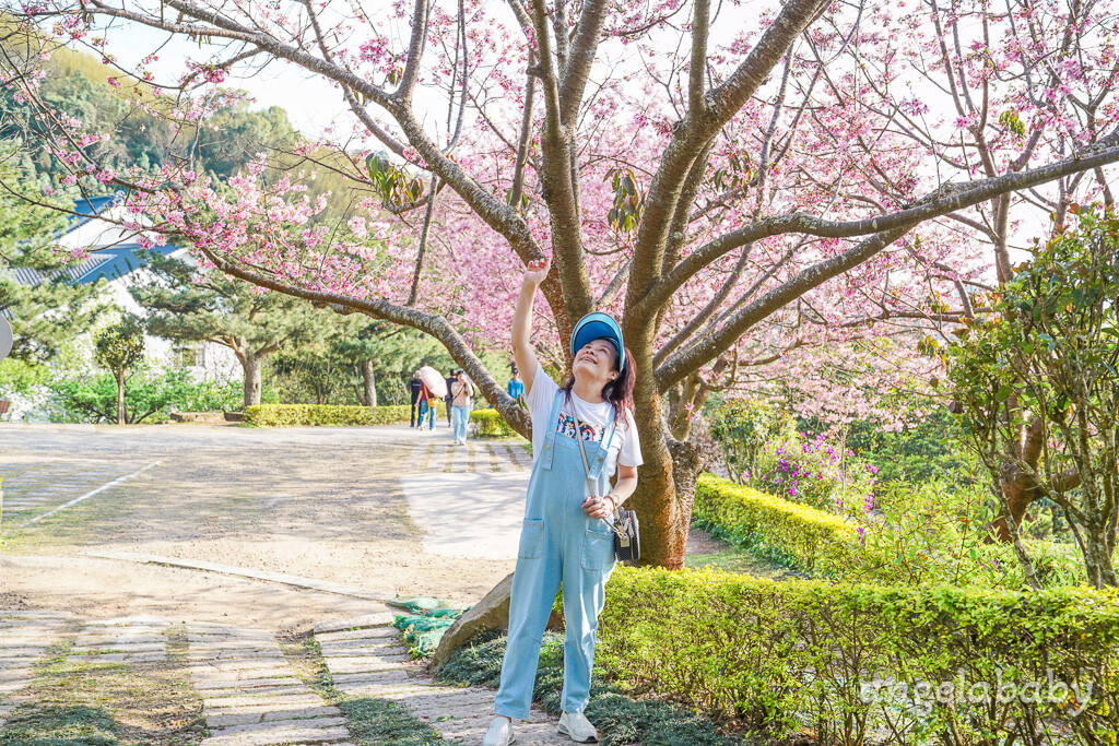 苗栗景點｜賞櫻推薦【蓮臺山妙音淨苑】免門票、還有停車場的櫻花秘境 @梅格(Angelababy)享樂日記