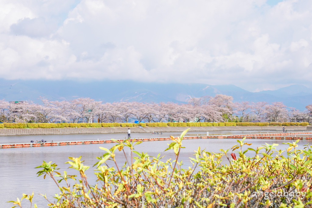 東京賞櫻秘境『東山湖』JR御殿場站景點、拍攝富士山倒影、秋季賞楓、可預約釣魚 @梅格(Angelababy)享樂日記
