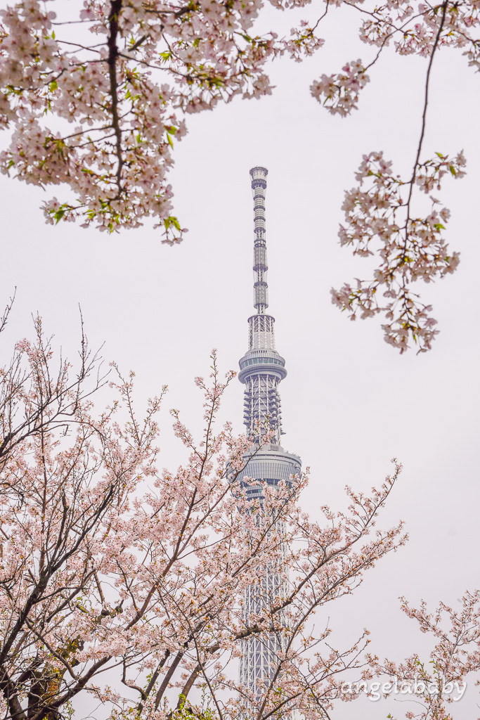 東京賞櫻『隅田公園』地鐵淺草站、隅田公園櫻花祭活動、拍攝晴空塔與櫻花的絕佳視角 @梅格(Angelababy)享樂日記