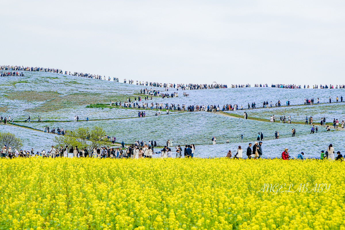 日本春季賞花｜茨城「國營常陸海濱公園」無限延伸的夢幻粉藍地毯 @梅格(Angelababy)享樂日記
