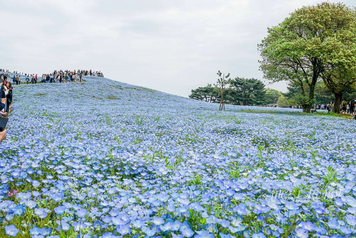 日本春季賞花｜茨城「國營常陸海濱公園」無限延伸的夢幻粉藍地毯 @梅格(Angelababy)享樂日記