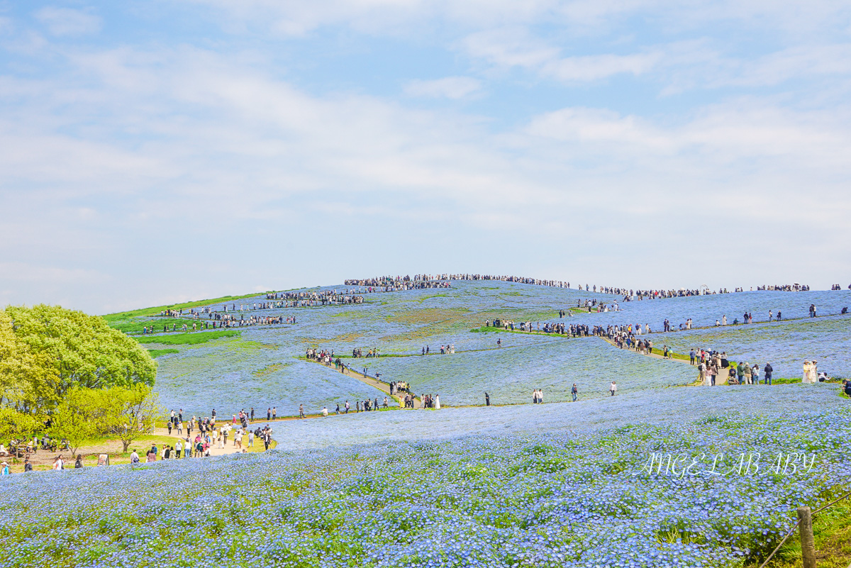 日本春季賞花｜茨城「國營常陸海濱公園」無限延伸的夢幻粉藍地毯 @梅格(Angelababy)享樂日記