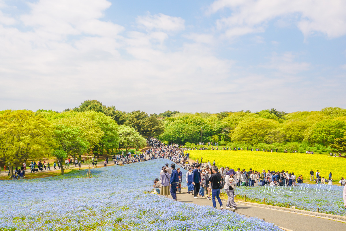 日本春季賞花｜茨城「國營常陸海濱公園」無限延伸的夢幻粉藍地毯 @梅格(Angelababy)享樂日記