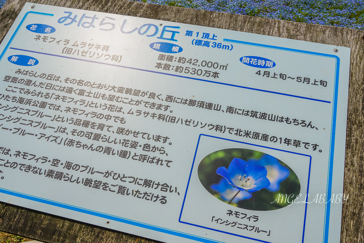 日本春季賞花｜茨城「國營常陸海濱公園」無限延伸的夢幻粉藍地毯 @梅格(Angelababy)享樂日記