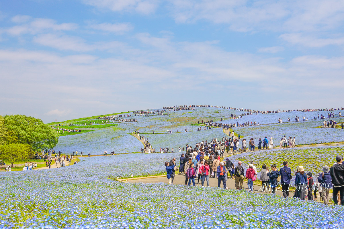 日本春季賞花｜茨城「國營常陸海濱公園」無限延伸的夢幻粉藍地毯 @梅格(Angelababy)享樂日記