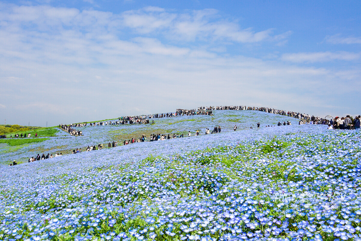日本春季賞花｜茨城「國營常陸海濱公園」無限延伸的夢幻粉藍地毯 @梅格(Angelababy)享樂日記