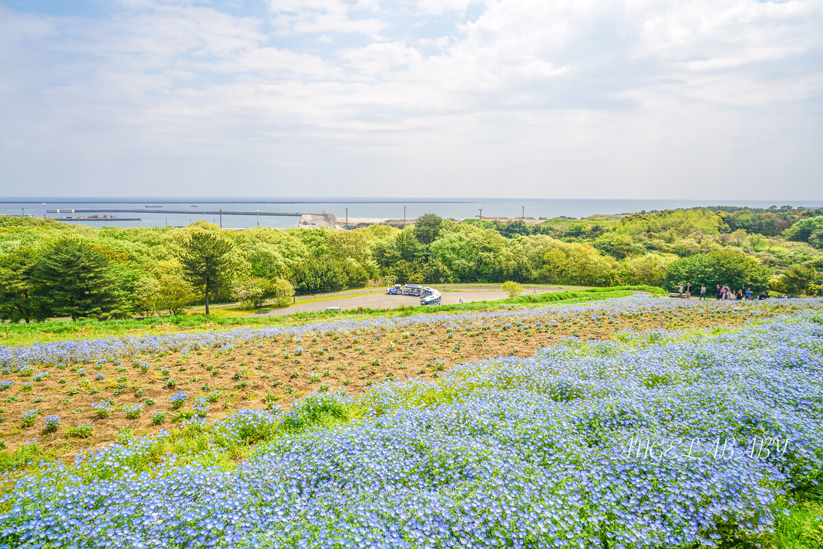 日本春季賞花｜茨城「國營常陸海濱公園」無限延伸的夢幻粉藍地毯 @梅格(Angelababy)享樂日記