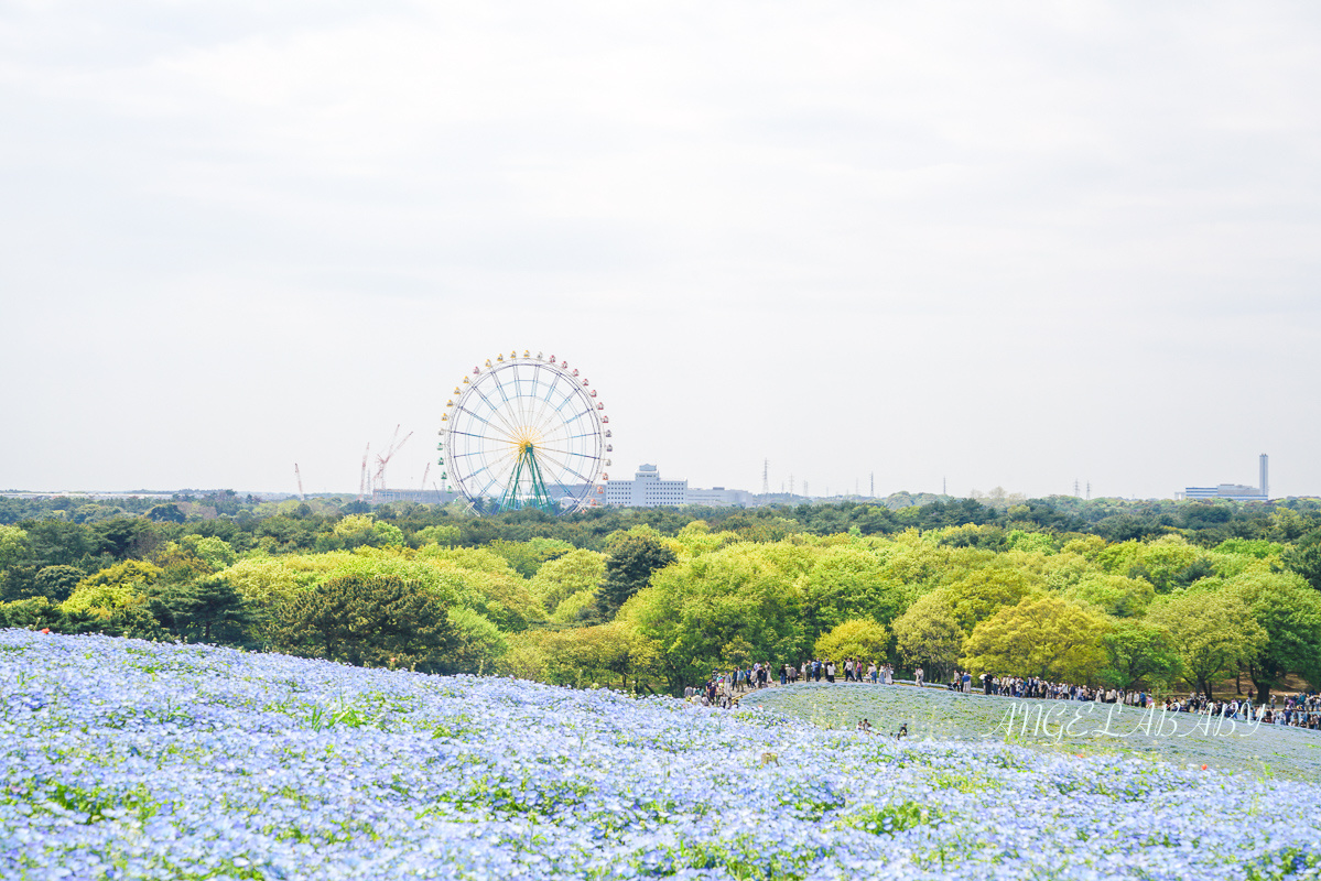 日本春季賞花｜茨城「國營常陸海濱公園」無限延伸的夢幻粉藍地毯 @梅格(Angelababy)享樂日記