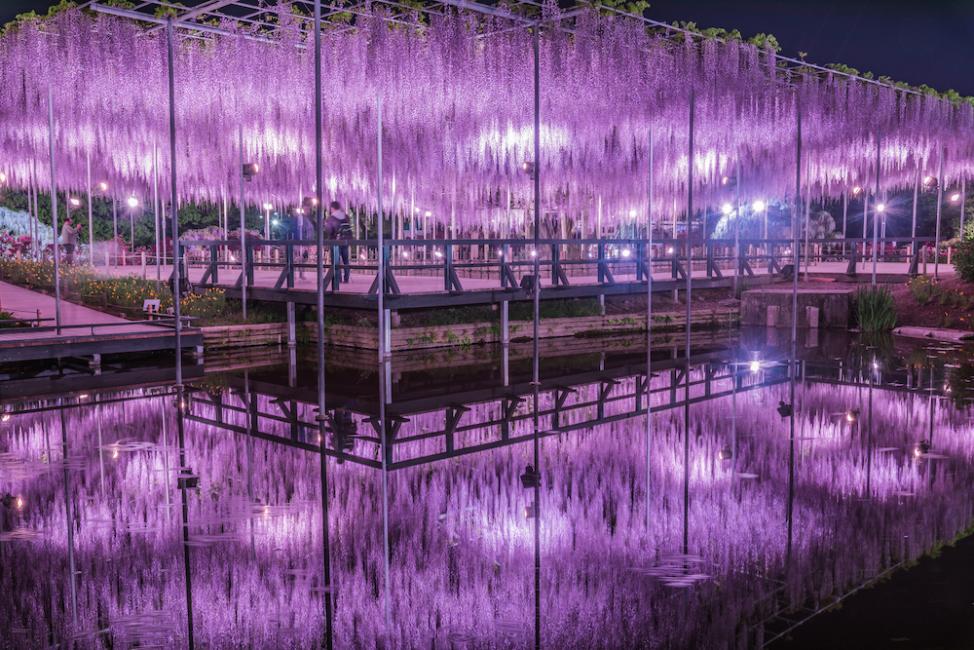 東京『足利花卉公園』CNN選為「世界10大夢幻旅遊景點」之一、鬼滅迷朝聖的必訪之地 @梅格(Angelababy)享樂日記