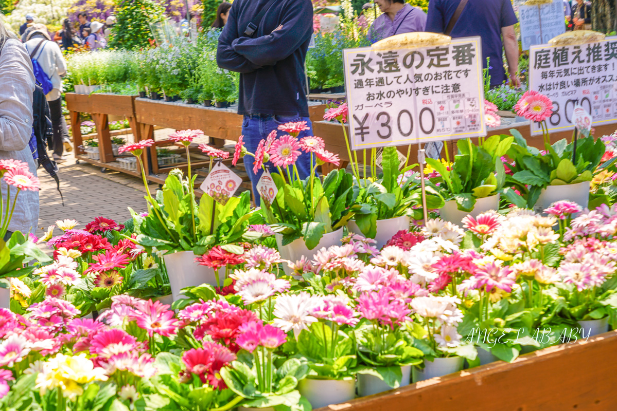 東京『足利花卉公園』CNN選為「世界10大夢幻旅遊景點」之一、鬼滅迷朝聖的必訪之地 @梅格(Angelababy)享樂日記