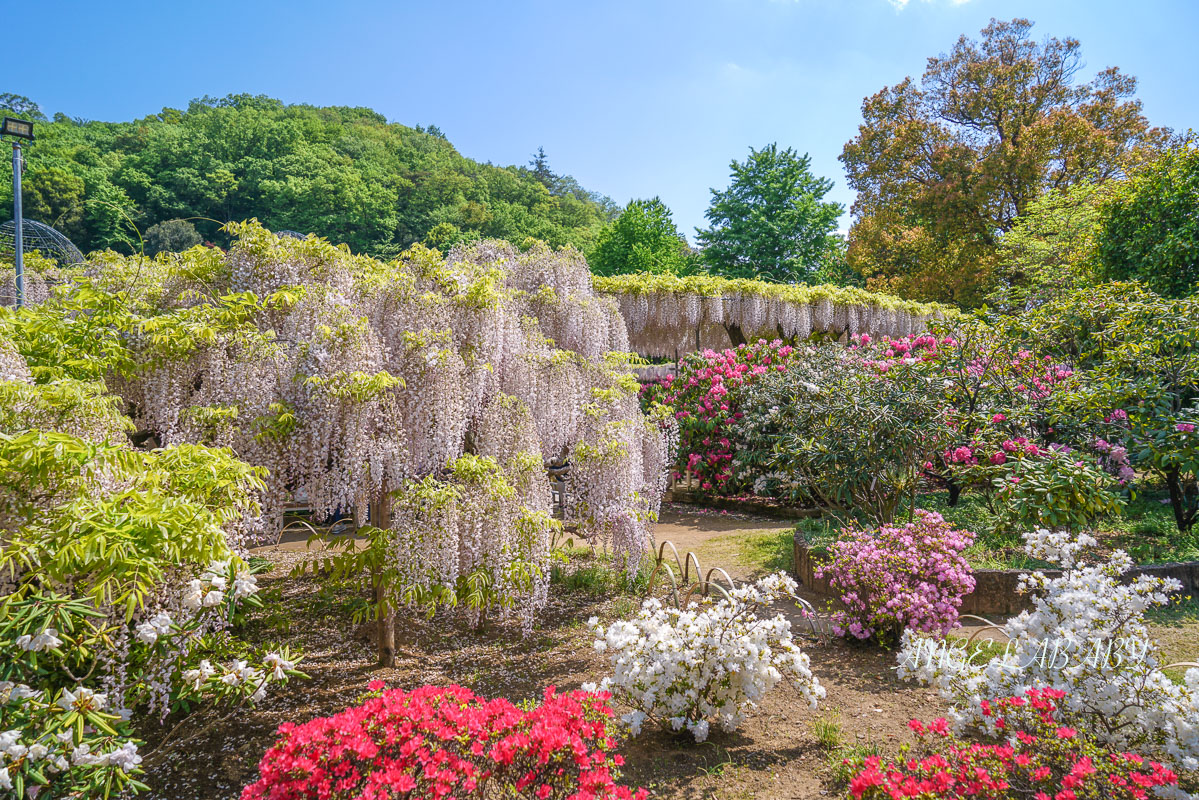 東京『足利花卉公園』CNN選為「世界10大夢幻旅遊景點」之一、鬼滅迷朝聖的必訪之地 @梅格(Angelababy)享樂日記