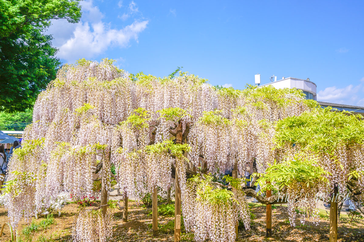 東京『足利花卉公園』CNN選為「世界10大夢幻旅遊景點」之一、鬼滅迷朝聖的必訪之地 @梅格(Angelababy)享樂日記
