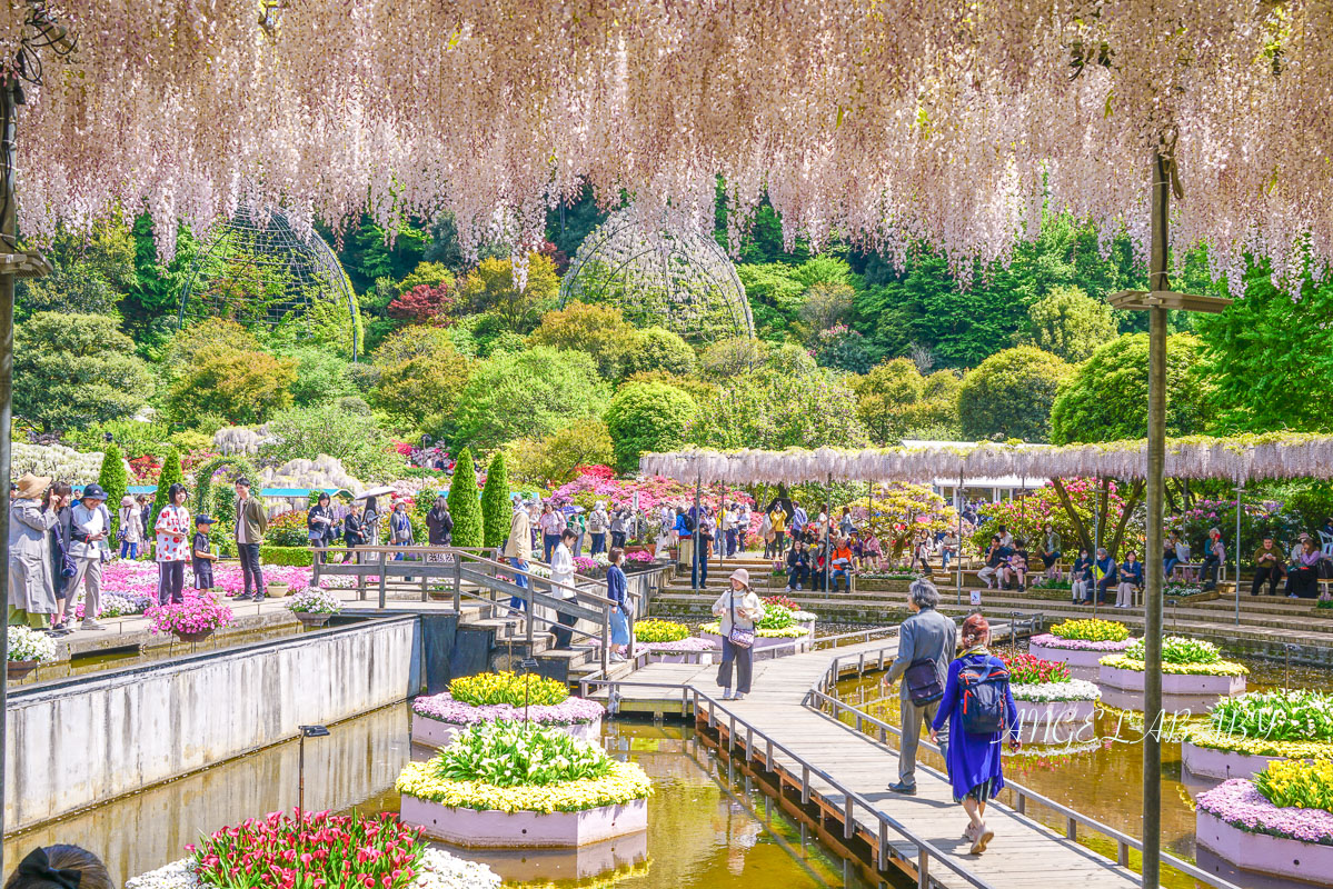 東京『足利花卉公園』CNN選為「世界10大夢幻旅遊景點」之一、鬼滅迷朝聖的必訪之地 @梅格(Angelababy)享樂日記