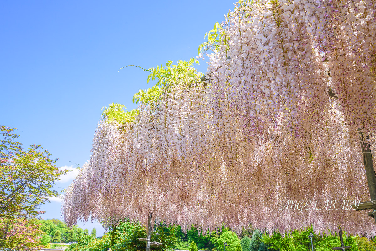 東京『足利花卉公園』CNN選為「世界10大夢幻旅遊景點」之一、鬼滅迷朝聖的必訪之地 @梅格(Angelababy)享樂日記