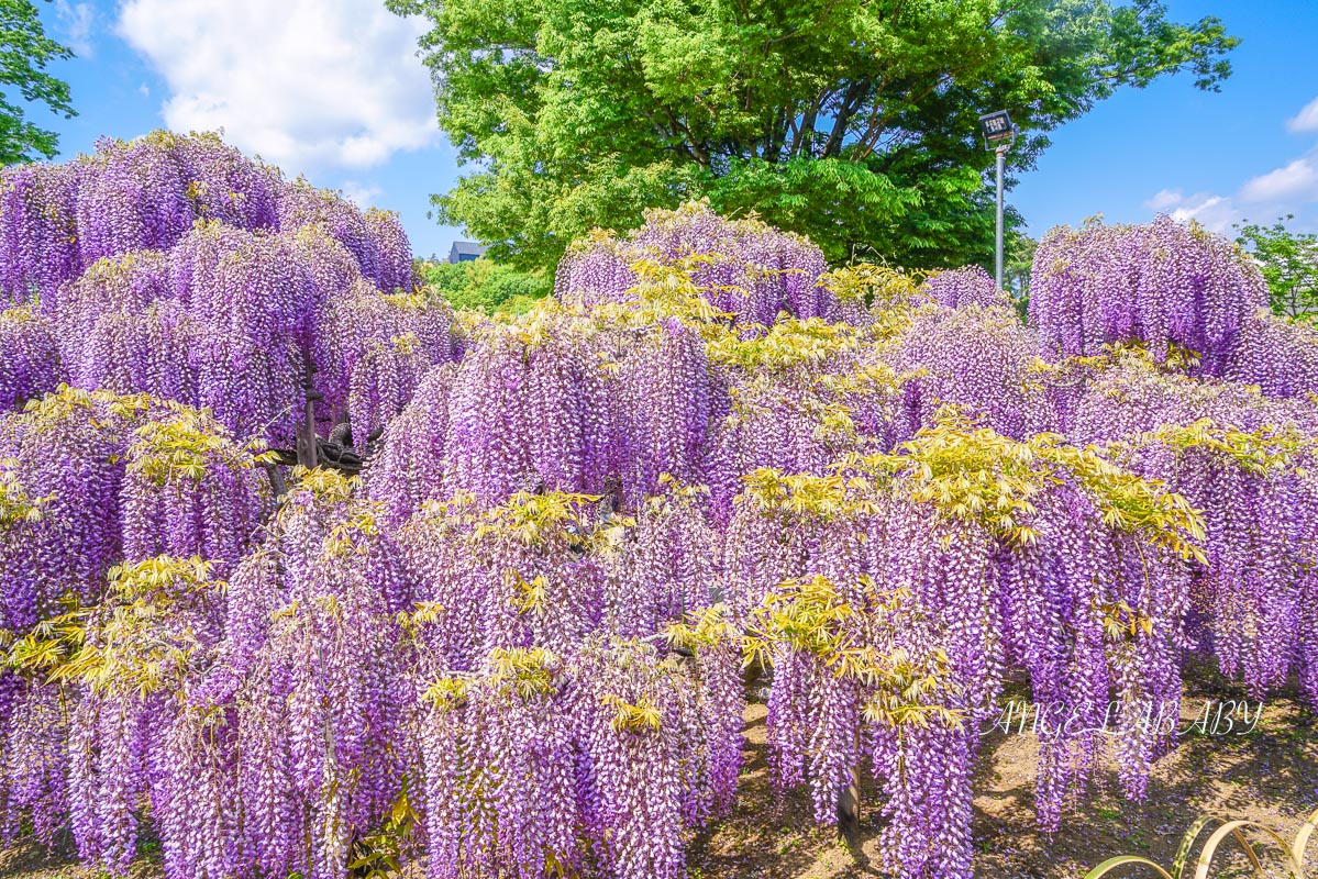 東京『足利花卉公園』CNN選為「世界10大夢幻旅遊景點」之一、鬼滅迷朝聖的必訪之地 @梅格(Angelababy)享樂日記