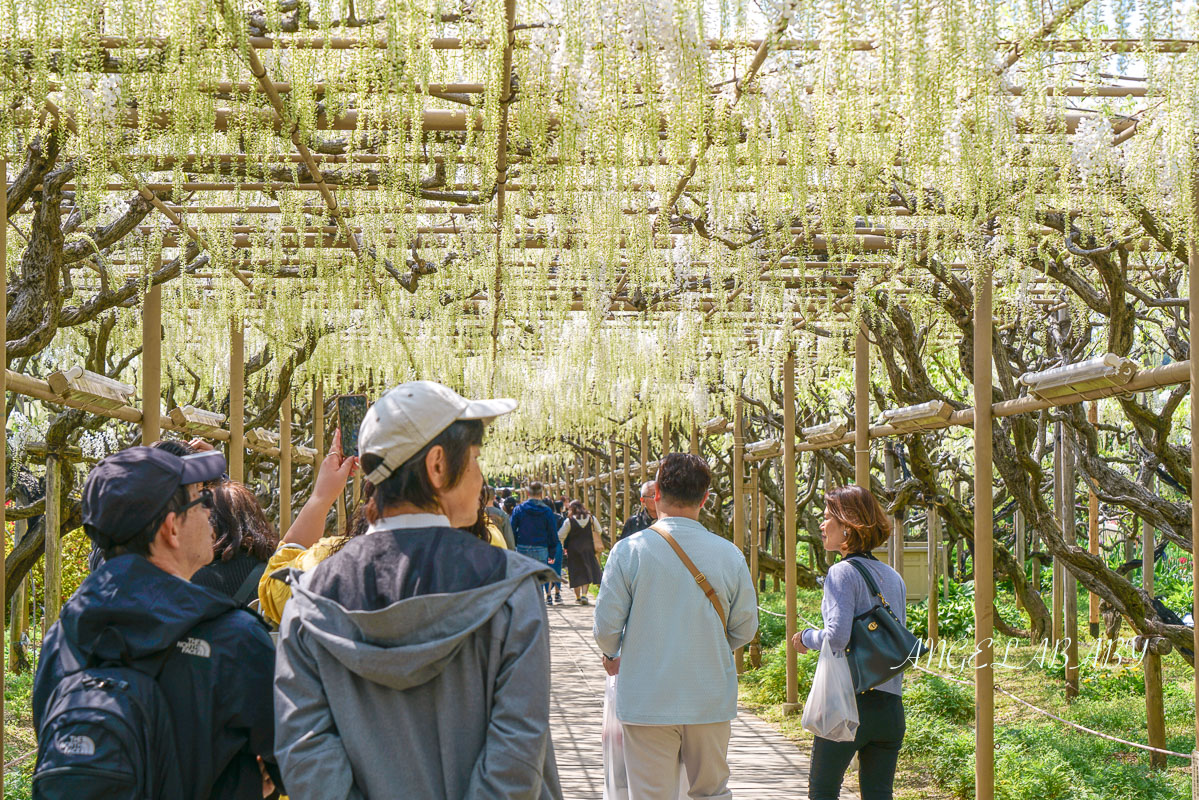 東京『足利花卉公園』CNN選為「世界10大夢幻旅遊景點」之一、鬼滅迷朝聖的必訪之地 @梅格(Angelababy)享樂日記