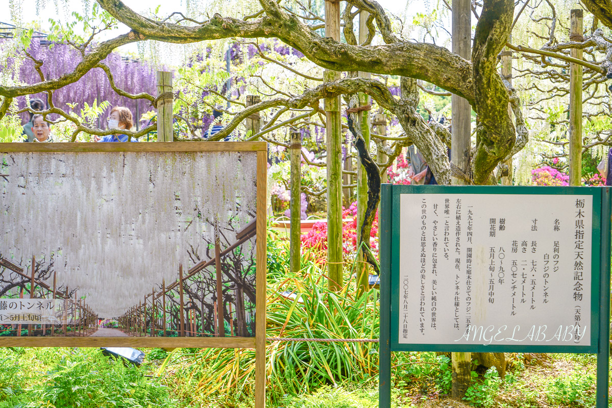 東京『足利花卉公園』CNN選為「世界10大夢幻旅遊景點」之一、鬼滅迷朝聖的必訪之地 @梅格(Angelababy)享樂日記