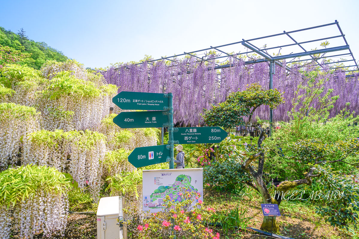 東京『足利花卉公園』CNN選為「世界10大夢幻旅遊景點」之一、鬼滅迷朝聖的必訪之地 @梅格(Angelababy)享樂日記