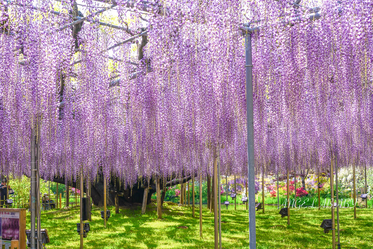東京『足利花卉公園』CNN選為「世界10大夢幻旅遊景點」之一、鬼滅迷朝聖的必訪之地 @梅格(Angelababy)享樂日記